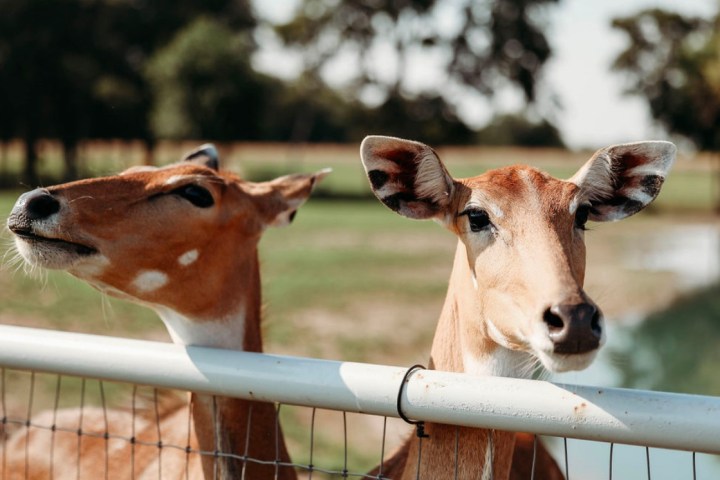 Two deer behind a fence in a sunny outdoor setting.