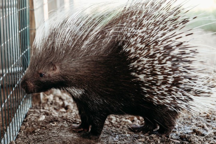 Porcupine with long quills facing a wire fence.