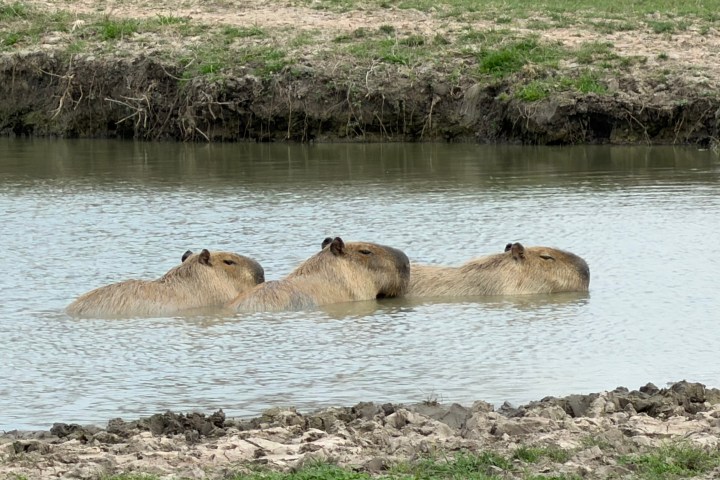 Three capybaras swimming in a shallow pond near the grassy shore.