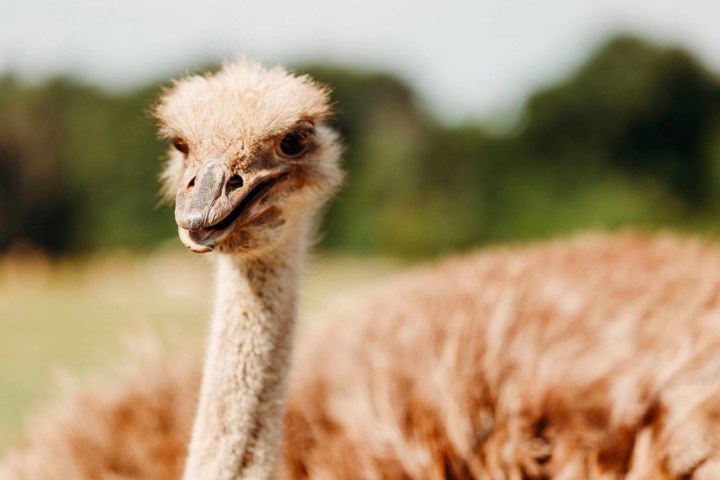 Close-up of an ostrich with blurred natural background.