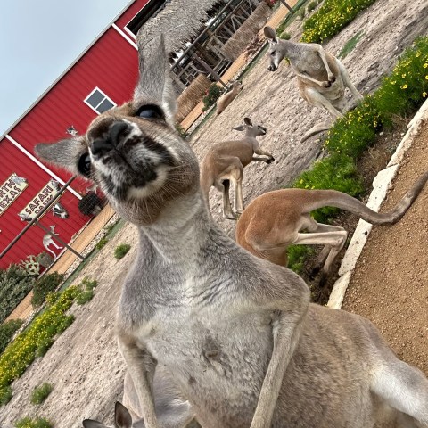Kangaroos in a garden near a red barn with overcast sky.