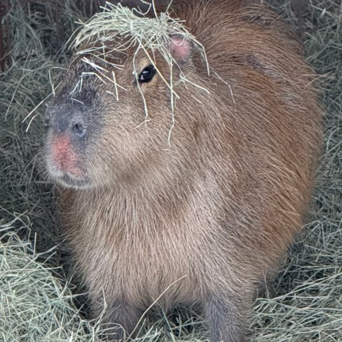 Capybara with hay on its head standing on a pile of hay.