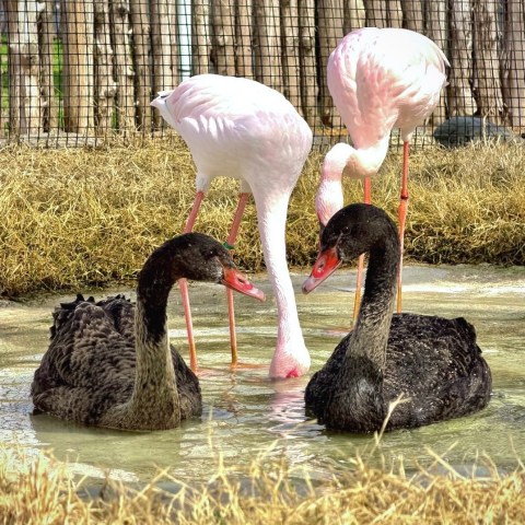 Two black swans and two pink flamingos in a pond with dry grass nearby.