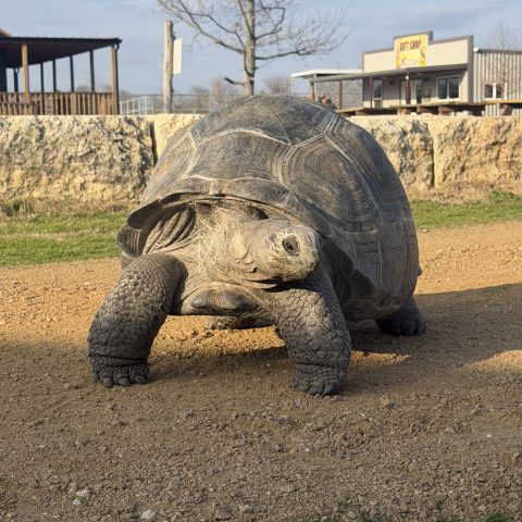 Large tortoise walking on a gravel path with bare trees and buildings in the background.