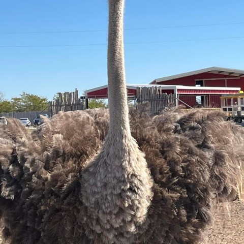 Close-up of an ostrich facing forward with a farm building in the background.