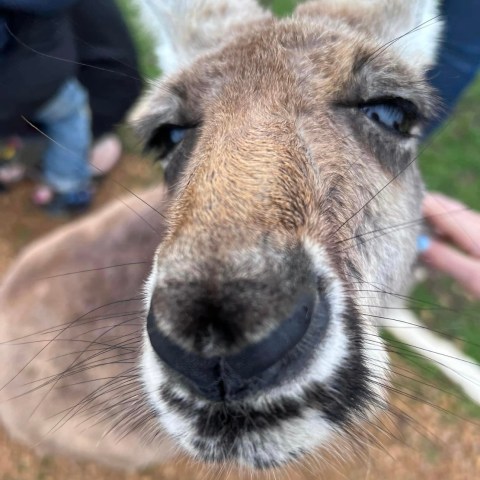 Close-up of a curious kangaroo's face with one eye closed.