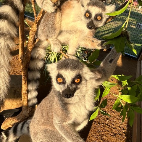 Two lemurs with striped tails sitting on branches in a sunny enclosure.
