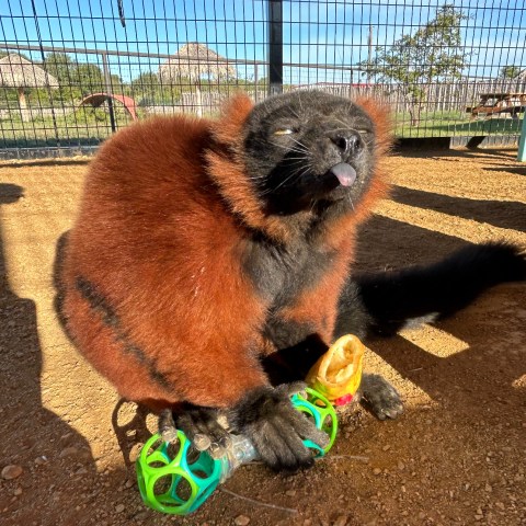 A black and brown lemur sitting on the ground with toy balls in a caged area.