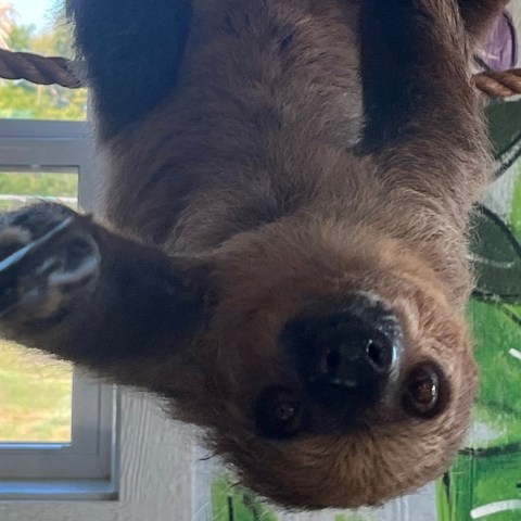Brown sloth hanging upside down on a rope indoors.