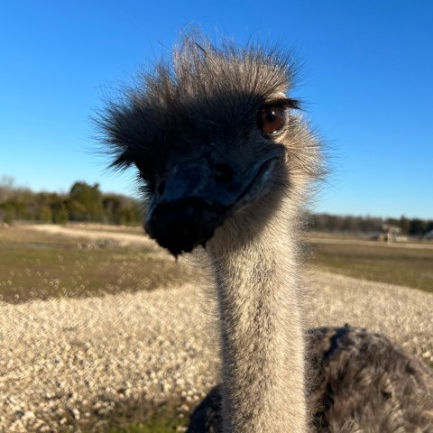 Close-up of an ostrich with a clear blue sky in the background.