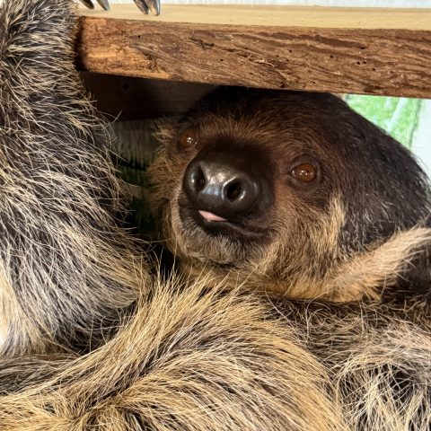 Close-up of a sloth resting with its claw on a wooden beam.