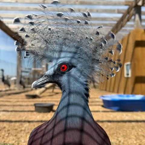 Bird with elaborate feathered crest in an aviary with mesh roof.