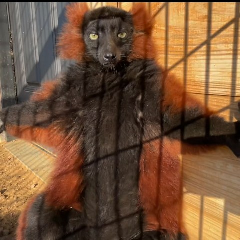 Red ruffed lemur resting against wooden wall with outstretched arms.