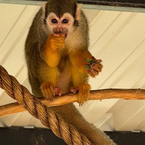 Squirrel monkey eating while sitting on rope with white roof background.