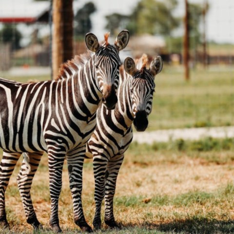 Two zebras standing on grass in an outdoor enclosure.