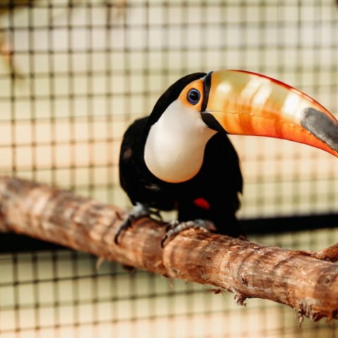 Toucan with large orange beak perched on a branch, against a wire mesh background.