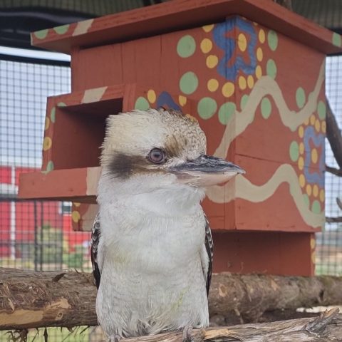 Kookaburra perched on a branch near a painted birdhouse.