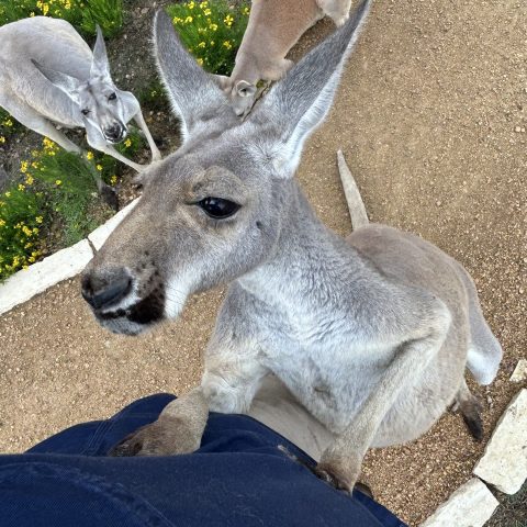 Kangaroo standing on hind legs, reaching towards a person's leg on a gravel path.