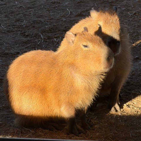 Two capybaras standing together in sunlight on dirt ground.