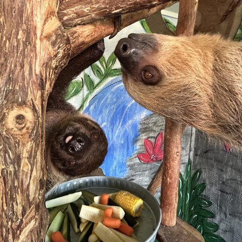 Two sloths on a wooden frame with a metal bowl of vegetables.