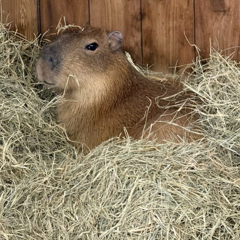 Capybara nestled in hay on wooden floor.