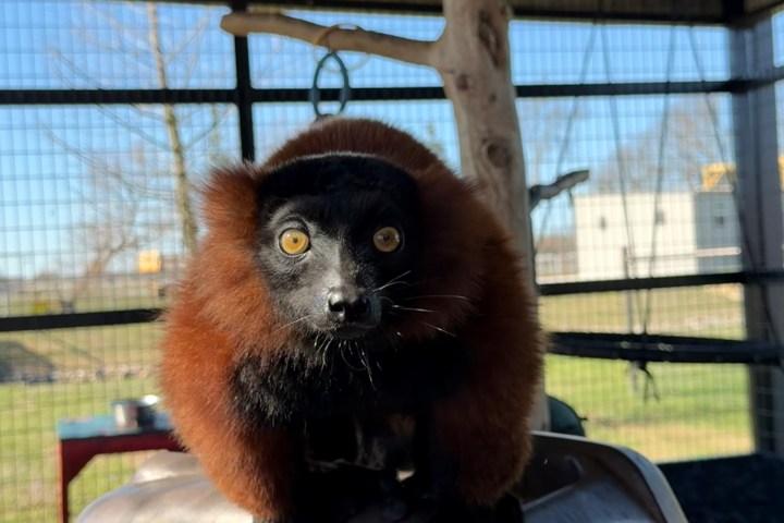 A lemur with orange fur and bright eyes sitting on a play structure in an enclosure.