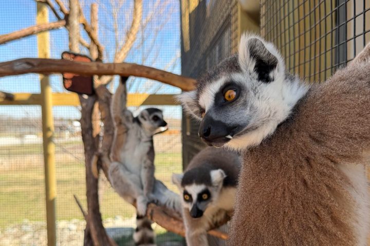 Three lemurs perched on branches inside a zoo enclosure.