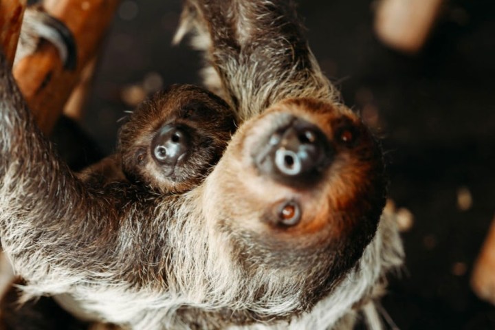 Sloth with a baby clinging onto its chest.