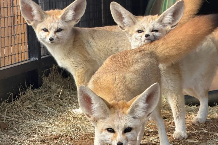 Three fennec foxes standing on straw in an enclosure.
