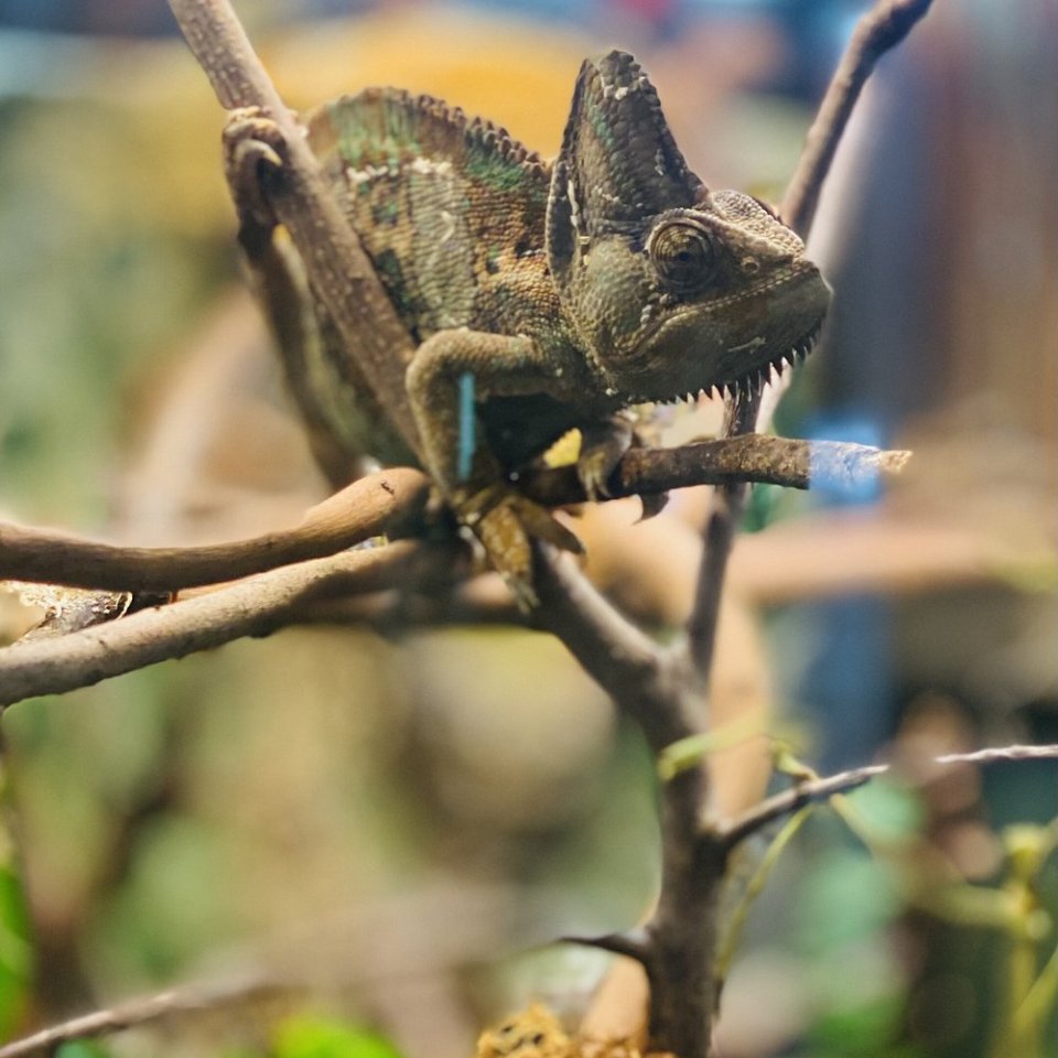 Chameleon perched on branches in a natural habitat.