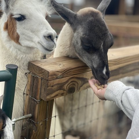 Two llamas being fed treats by a person over a wooden fence.