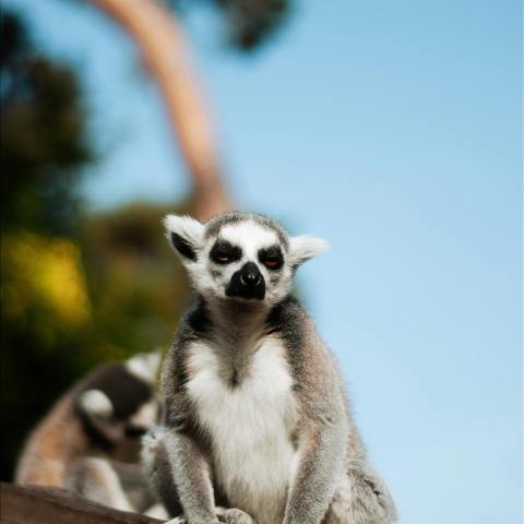 Ring-tailed lemur sitting on a rock with a blue sky background.
