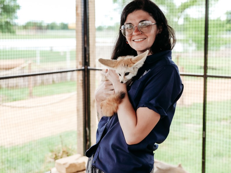 Person in glasses holding a fennec fox in an enclosure.