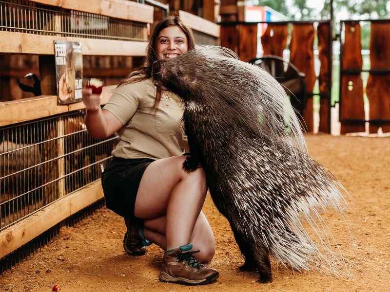Person crouching next to a large porcupine inside a barn.