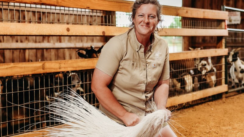 Person kneeling beside a porcupine in a barn, livestock in background.