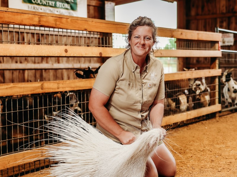 Person kneeling beside a porcupine in a barn, livestock in background.