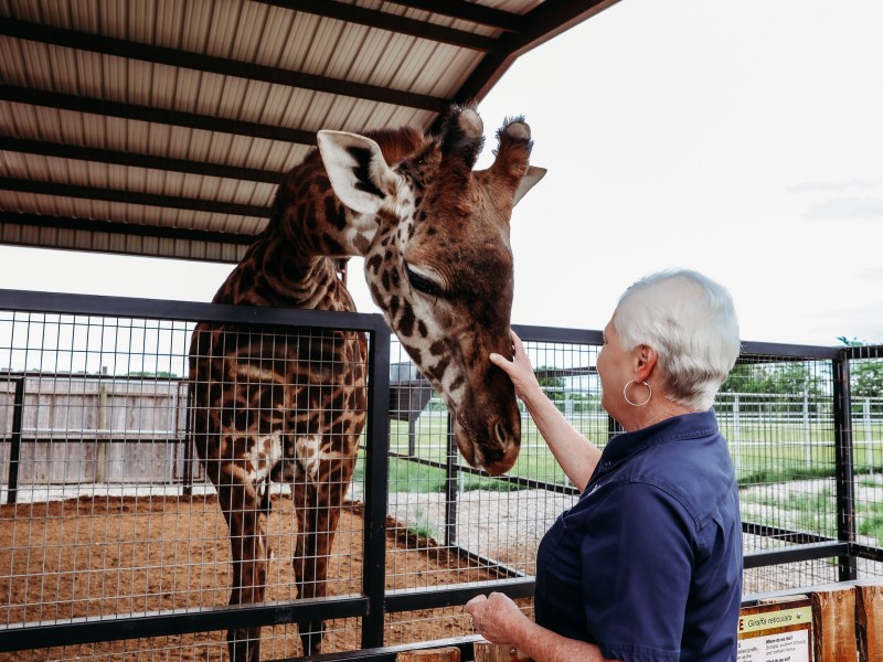 Person petting a giraffe in an outdoor enclosure.