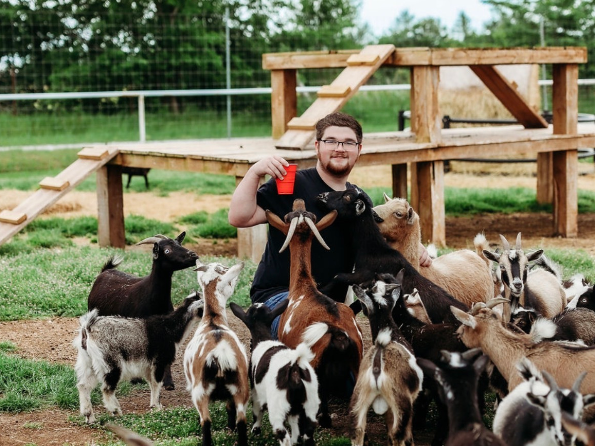 Person with goats in a fenced area, holding a red cup, wooden platform in background.
